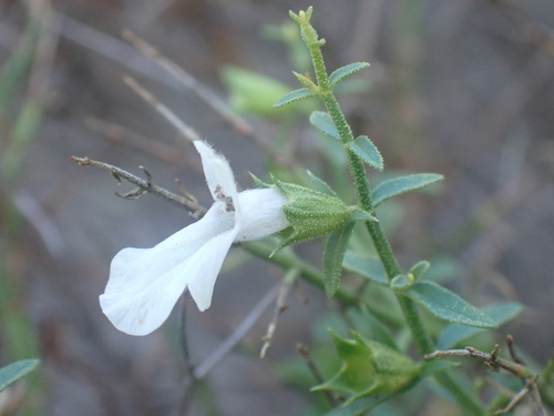 Stachys glutinosa, photograph 1
