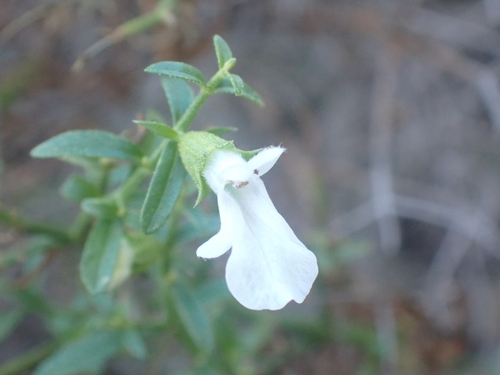 Foetid Betony (Stachys glutinosa)