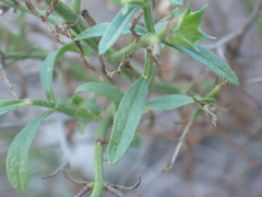 (c) luluchouette, some rights reserved (CC BY) Stachys glutinosa, photograph (c) luluchouette, some rights reserved (CC BY)