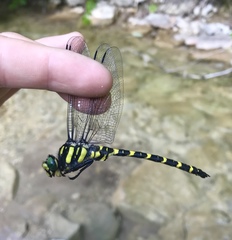 Cordulegaster picta