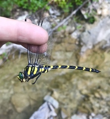 Cordulegaster picta