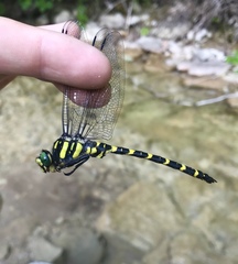 Cordulegaster picta