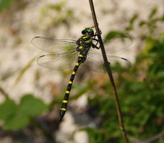 Cordulegaster picta