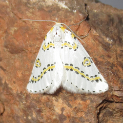 Philtraea paucimacula