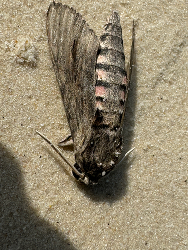 Convolvulus Hawkmoth