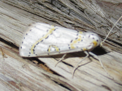 Philtraea paucimacula