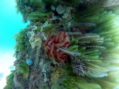 Sycozoa cerebriformis