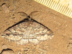 Pterospoda nigrescens