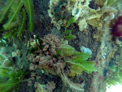Stolonica australis