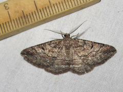 Pterospoda nigrescens