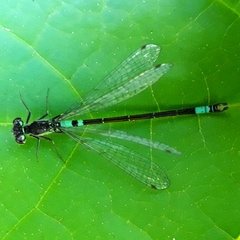 Coenagrion armatum