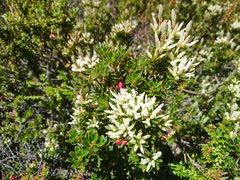 Cyathodes straminea