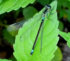 Coenagrion armatum