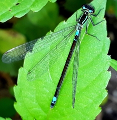 Coenagrion armatum