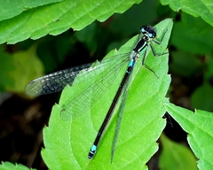 Coenagrion armatum