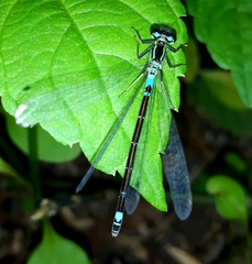 Coenagrion armatum