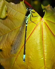 Coenagrion armatum