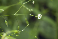 Stellaria fenzlii