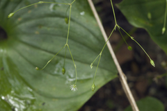 Stellaria fenzlii