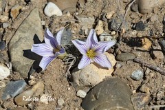 Oxalis laciniata