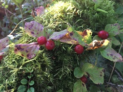 Vaccinium praestans