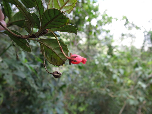 Gesneria hypoclada