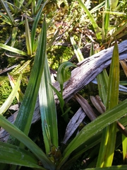 Pterostylis dubia