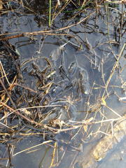 Hynobius quelpaertensis