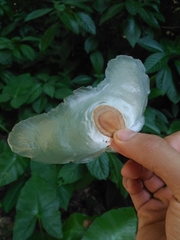 Alsomitra macrocarpa