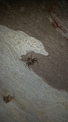 Stephanopis altifrons