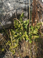 Pellaea pteroides