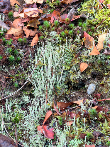 Cladonia subulata