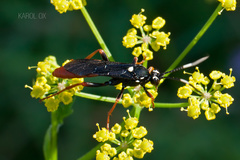 Amblyjoppa fuscipennis