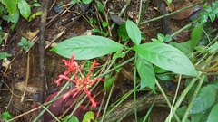 Odontonema