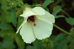 Hibiscus aculeatus