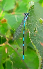Coenagrion johanssoni