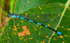 Coenagrion johanssoni