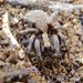 Koch's Wolf Spider - Photo (c) dlbowls, some rights reserved (CC BY-NC), uploaded by dlbowls