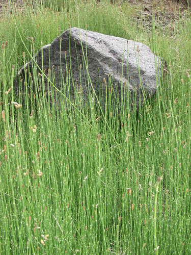 Equisetum ramosissimum image