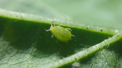 Umbrella Aphid