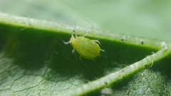 Aphis umbrella