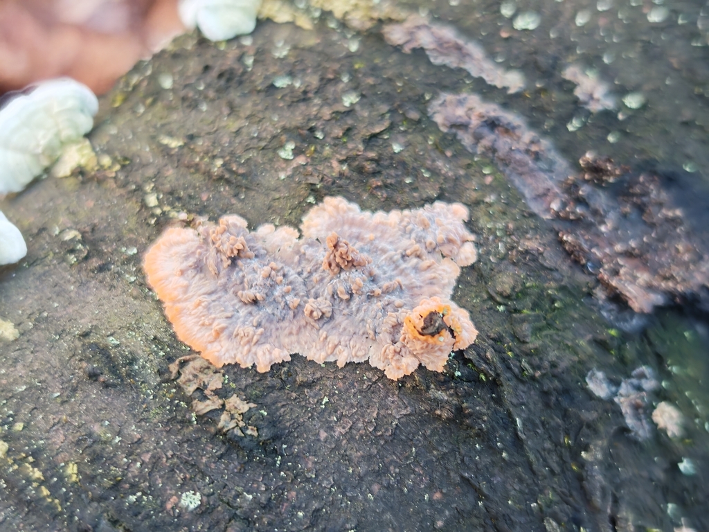 Phlebia radiata · November 2025 · photo: © p_andrey (iNaturalist, cc-by-nc)