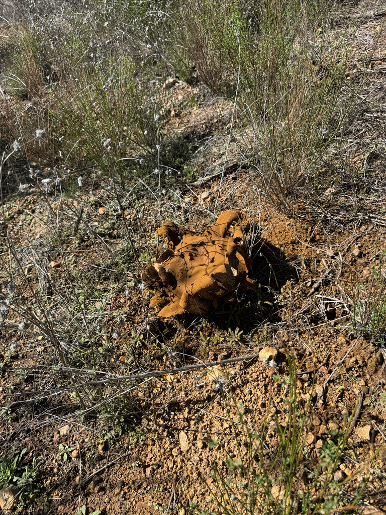 Calvatia pachyderma · November 2025 · photo: © klicklo (iNaturalist, cc-by)