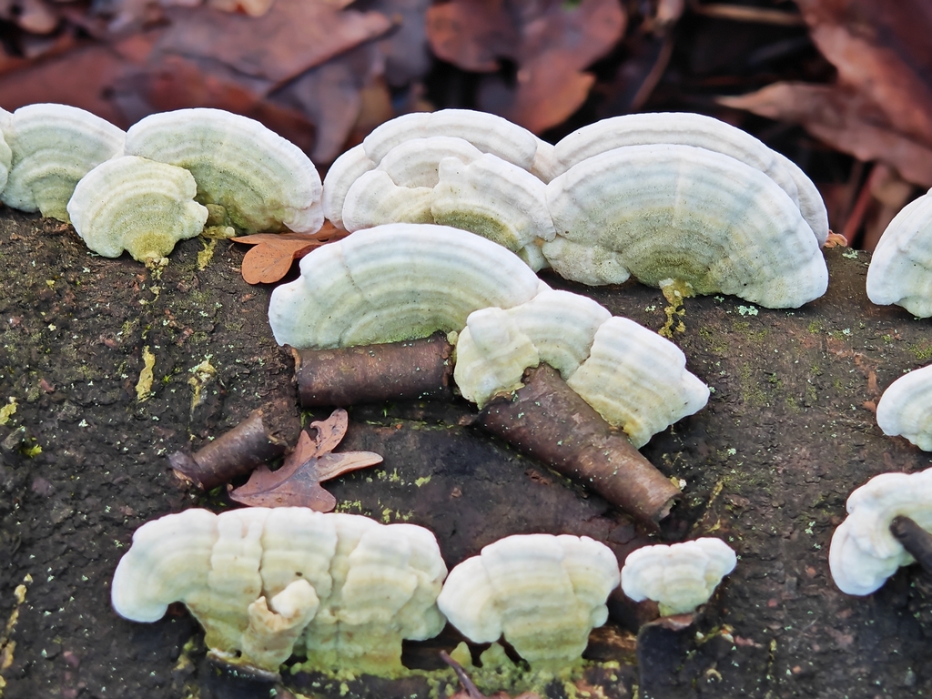 Trametes hirsuta · November 2025 · photo: © p_andrey (iNaturalist, cc-by-nc)