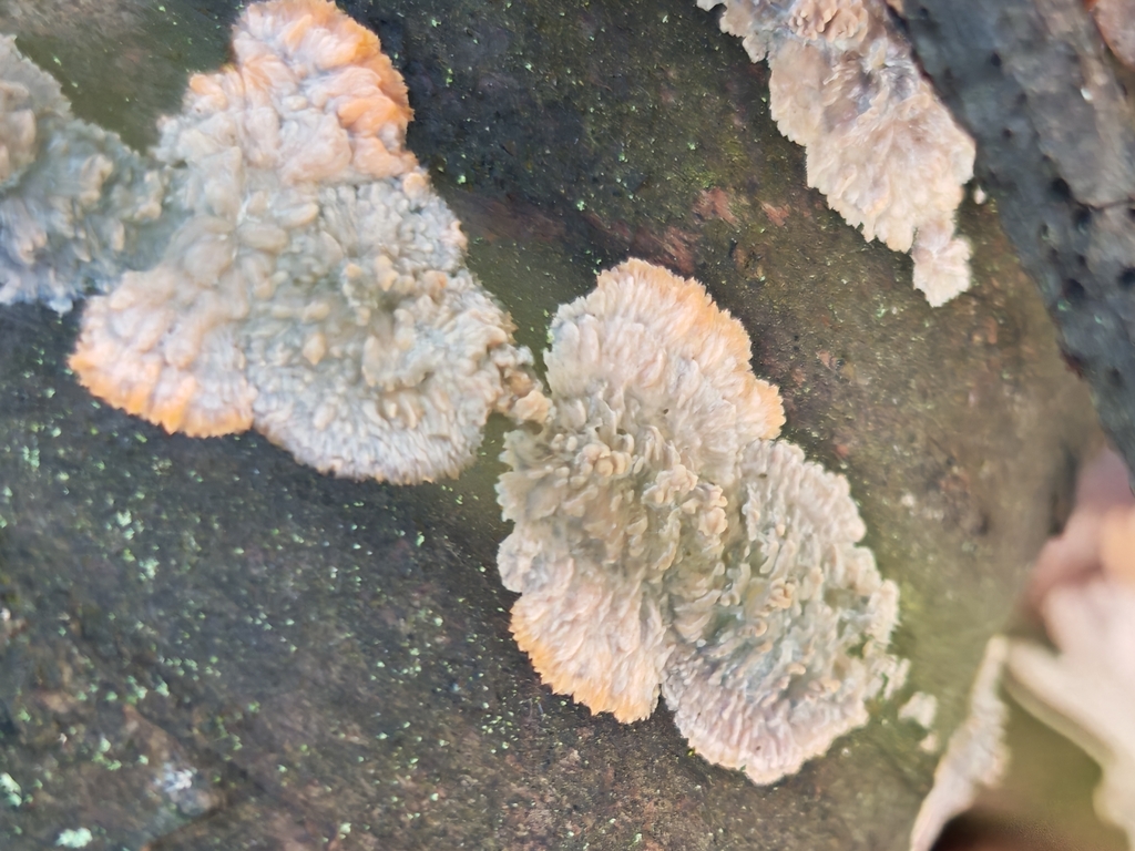 Phlebia radiata · November 2025 · photo: © p_andrey (iNaturalist, cc-by-nc)