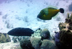 Cantherhines macrocerus