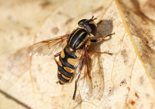 Unknown species found near Stewart Park, Roseburg, OR, US