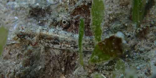 Staartvlek-grondel (Ctenogobius stigmaturus) — Gobiidae — 3