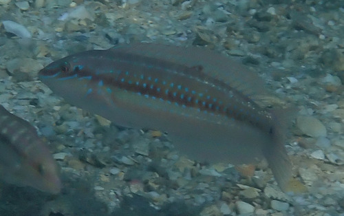 Geelvlek-lipvis (Halichoeres caudalis) — Labridae