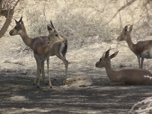 Deccan Chinkara